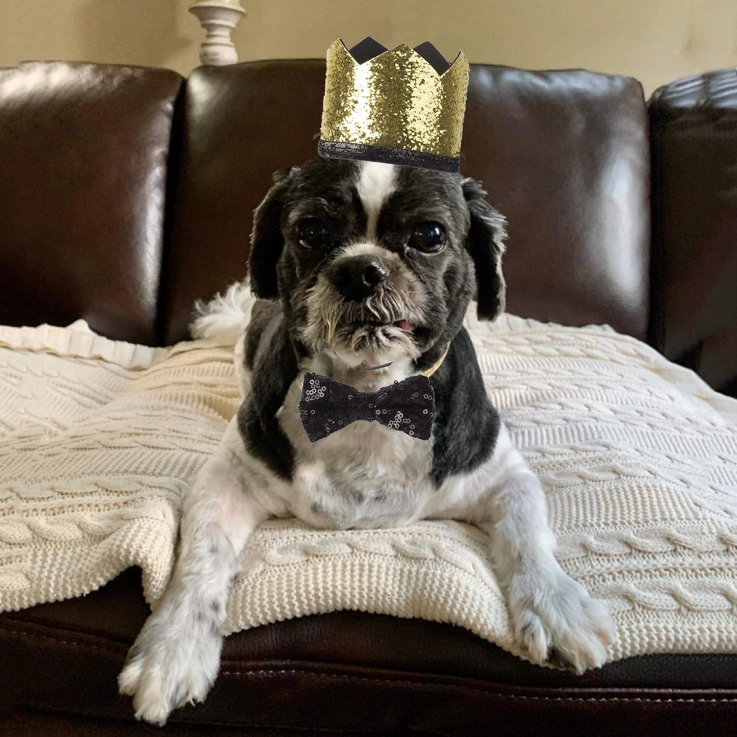 Chic Black Wedding Dog Hat and Bow Tie Set - Perfect Crown Cap & Collar for Pooch Celebrations