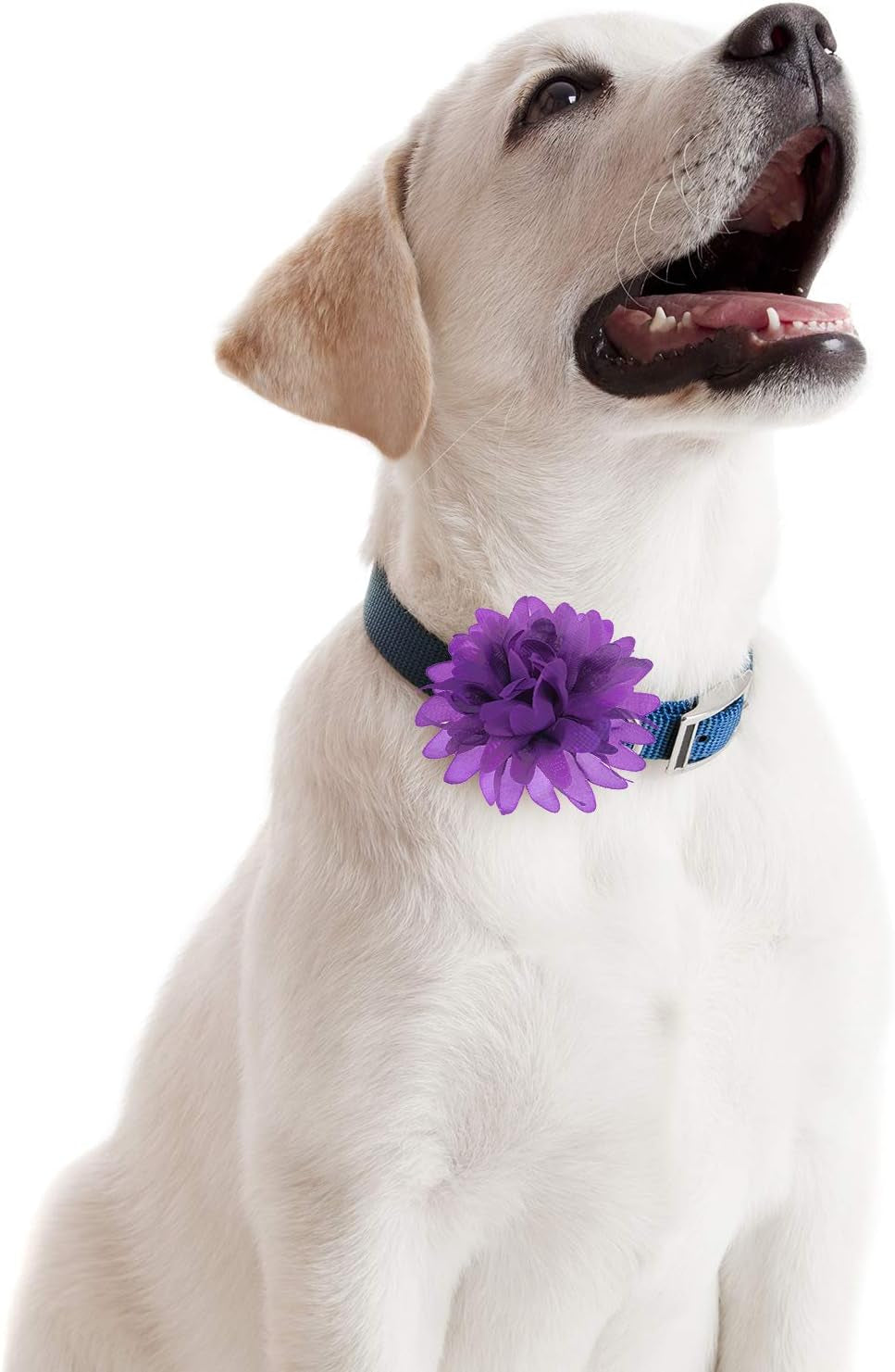 20 Pcs 12 Cm/ 4. 7 Inch Pet Flower Collar Bow Dog Collar Dog Flower Accessory Multi Color Soft Chiffon Bow Tie Charms for Puppy Grooming Accessories