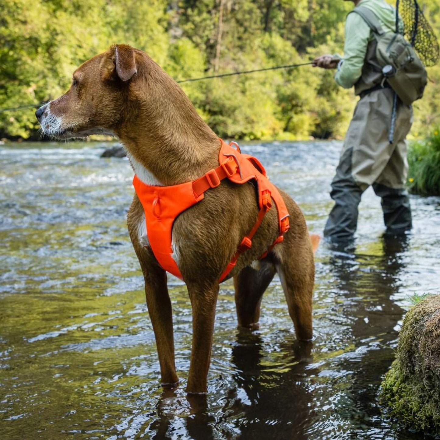 , Web Master, Multi-Use Support Dog Harness, Hiking and Trail Running, Service and Working, Everyday Wear, Basalt Gray, Large/X-Large