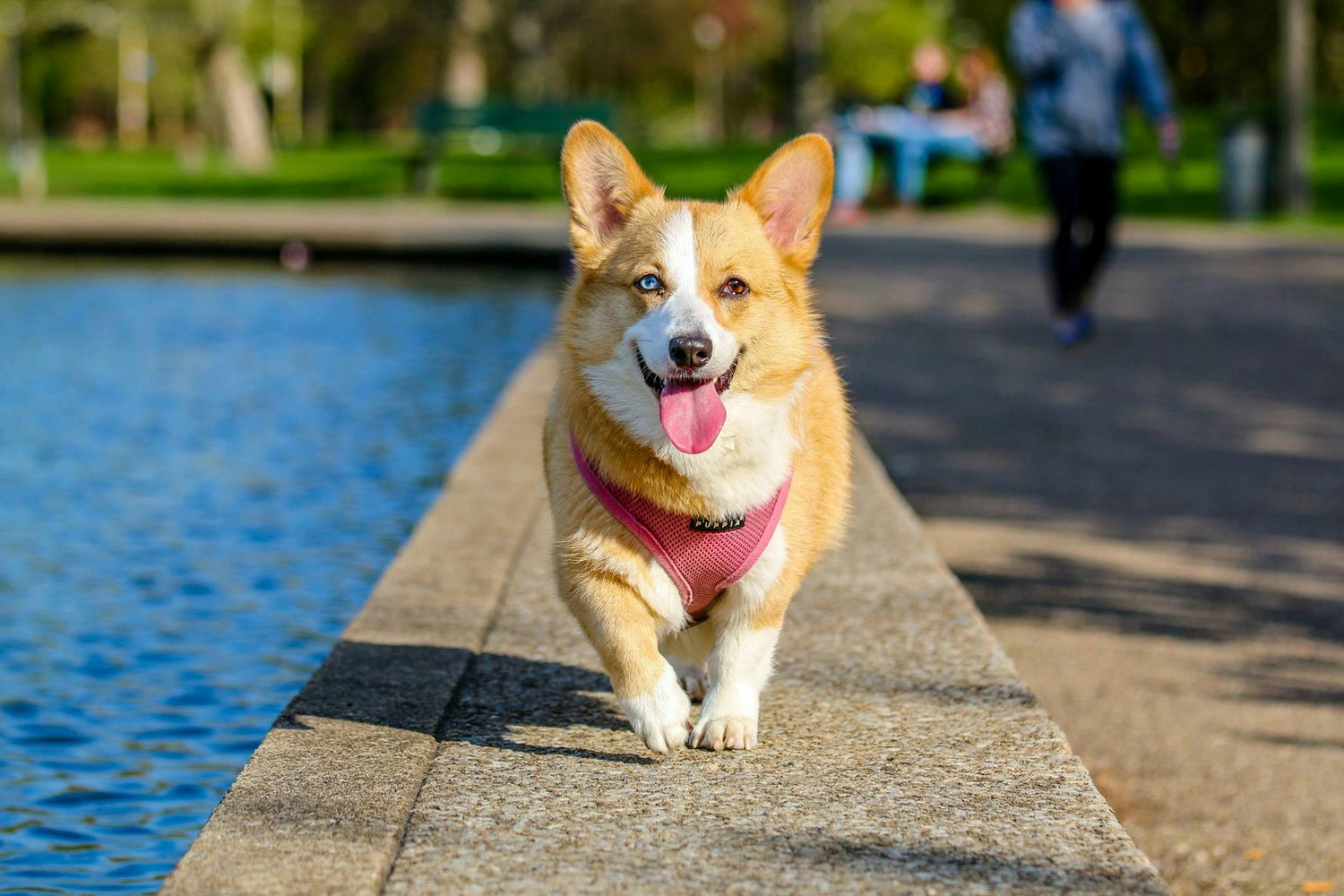 All Dog supplies