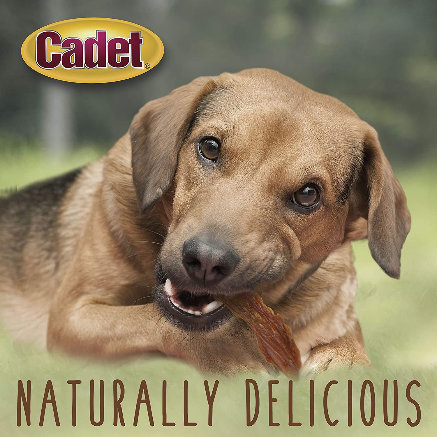 Gourmet Duck Breast Jerky Dog Treats, Healthy, Long-Lasting High-Protein Training Treats for Small & Large Dogs, 14 Oz.